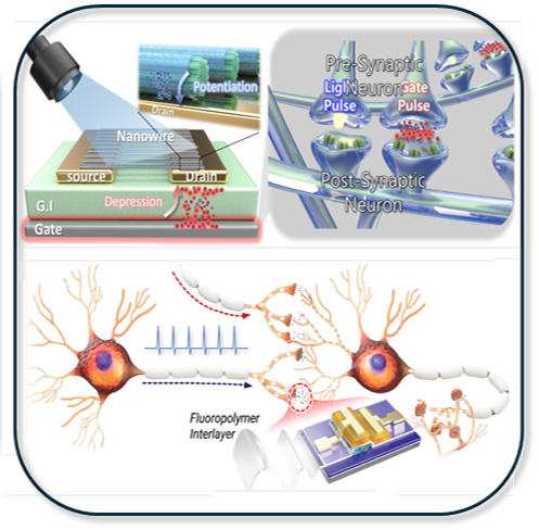 Neuromorphic devices